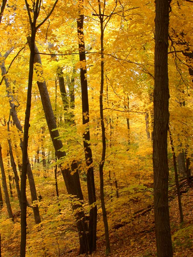 yellow-vertical.jpg